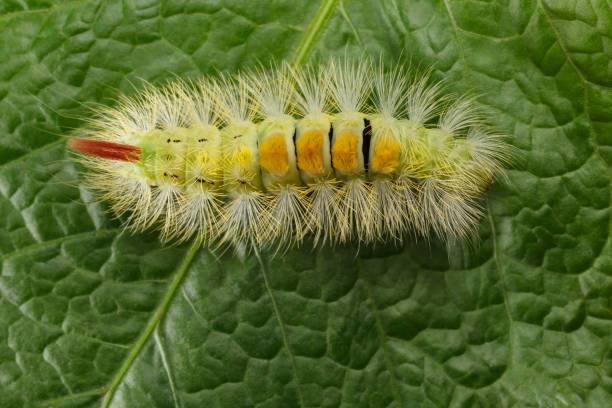 Macro view from above on yellow hairy caterpillar with red tail (Calliteara pudibunda) on green leaf