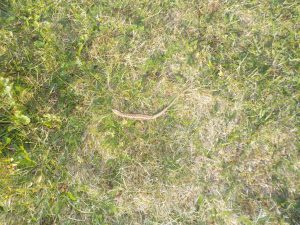 Matinée des Super Parents - Spécial Mamans